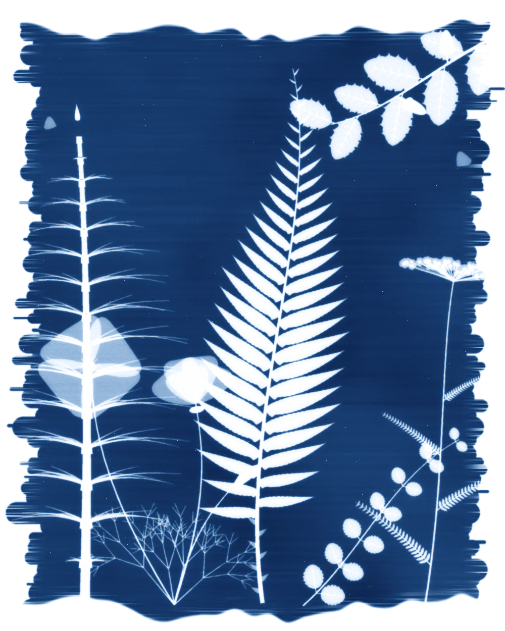 A cyanotype sun print in Prussian blue: a western sword fern frond stands straight up the middle like a healthy spine, with giant horsetail, California poppies, a coast live oak twig, yarrow and yerba buena printed white around it.