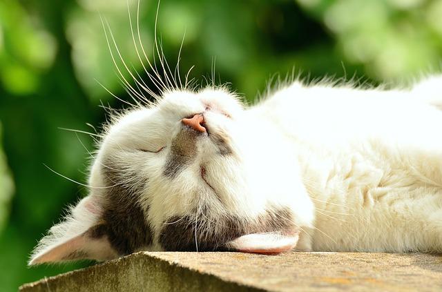 Sleep and Be Happy