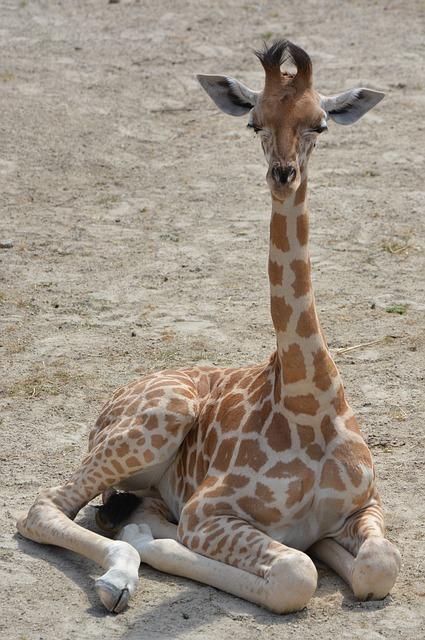 We are there for your Neck