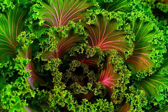 Super Foods, from a Chiropractor’s Perspective