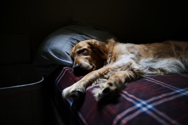 A More Comfortable Sleeping Environment