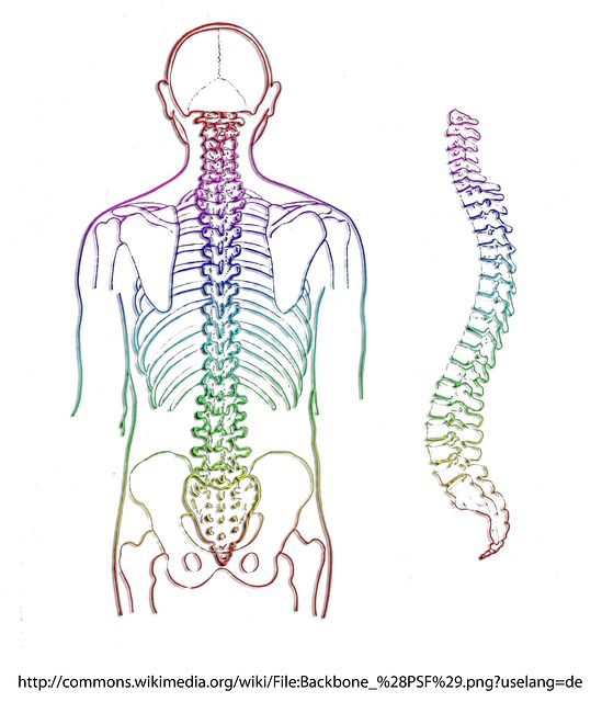 Getting to Know Your (Spinal) Curves