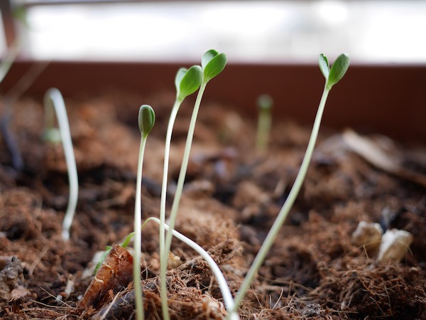 Nutrient Timing: When You Eat Matters
