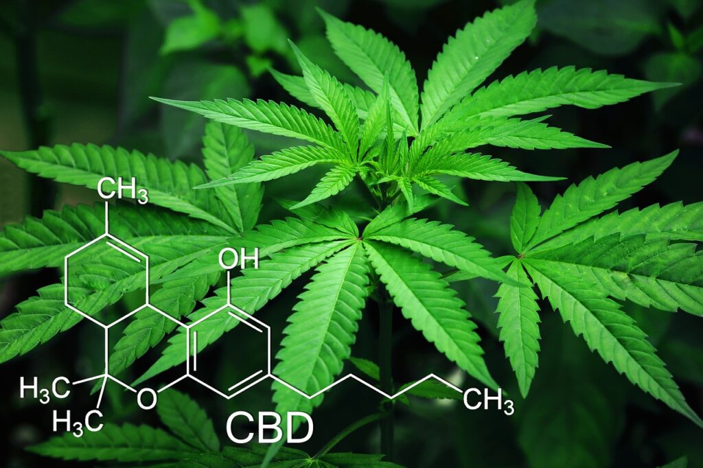 Cannabis plant leaves with CBD molecular structure diagram overlay showing chemical formula